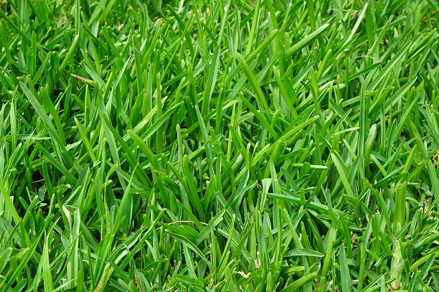 grass photo