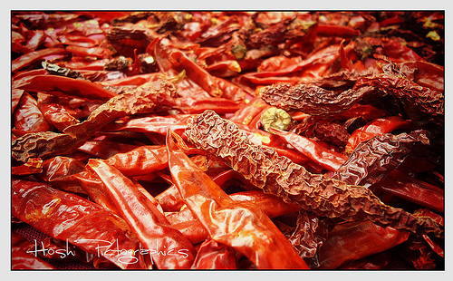 chili pepper photo