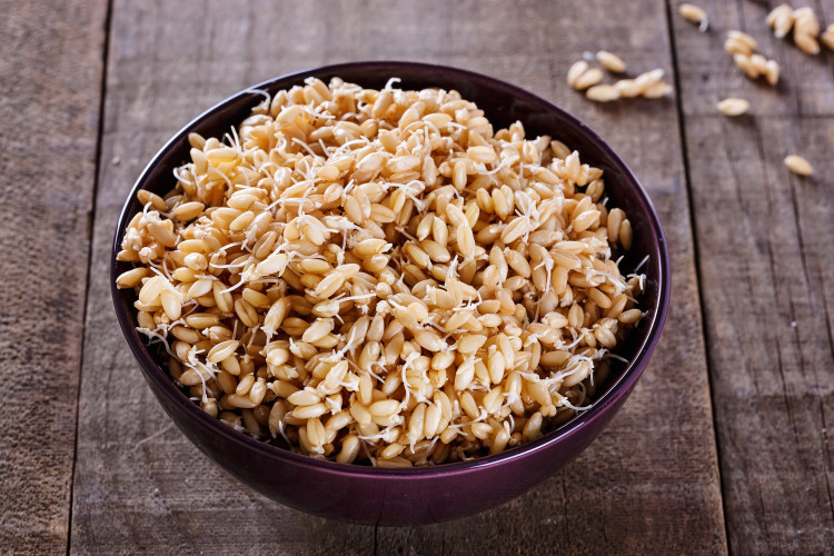 Sprouted wheat germ in a bowl over rustic wooden background. Closeup, selective focus