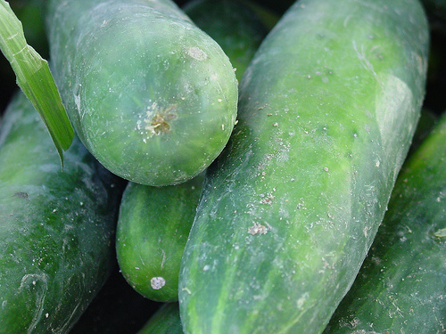 cucumber photo