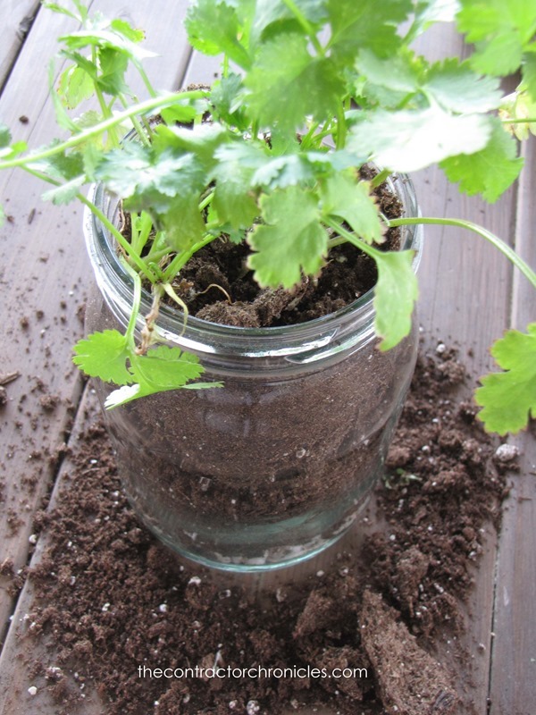 How-to-Plant-Herbs-In-Mason-Jars-40-copy_thumb