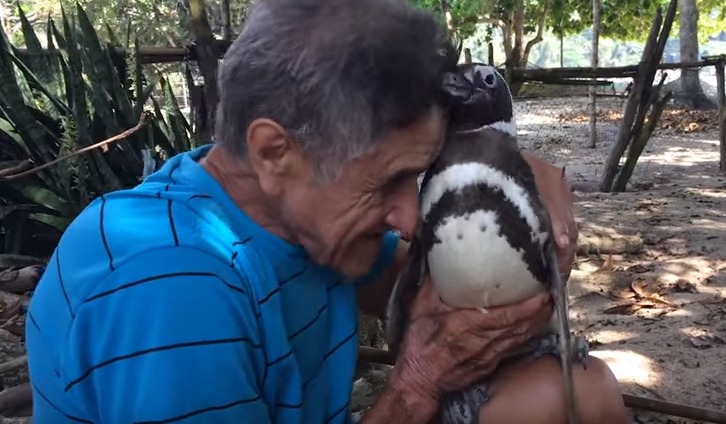 penguin hugging