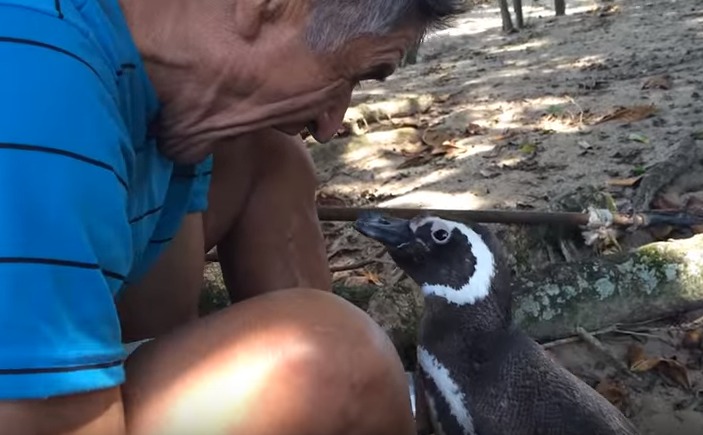 penguin looking at guy