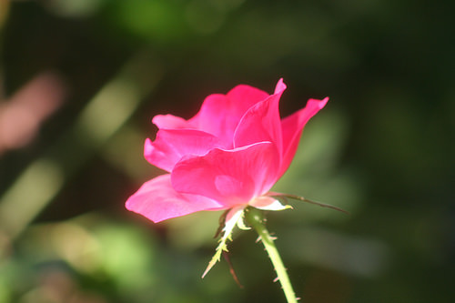 knockout rose photo