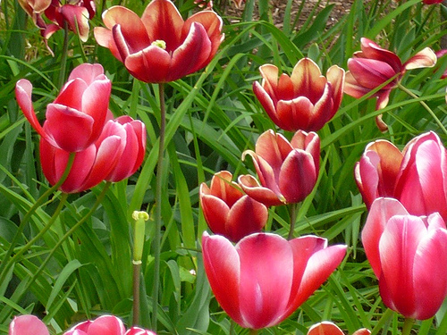 tulips photo