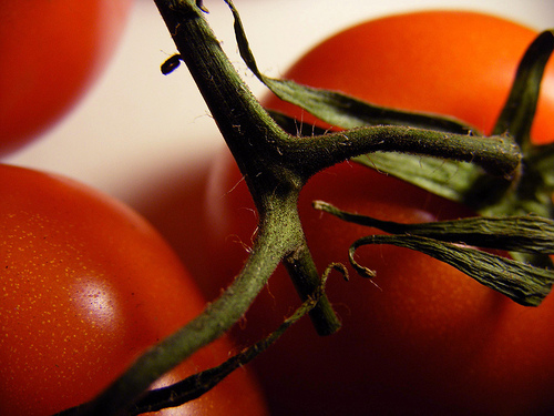 tomato vine photo