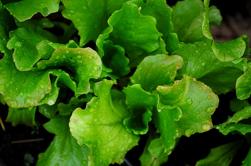 growing lettuce photo