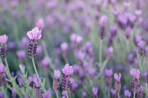 lavender photo