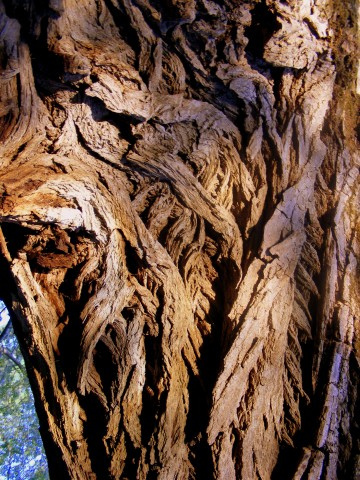 willow bark photo
