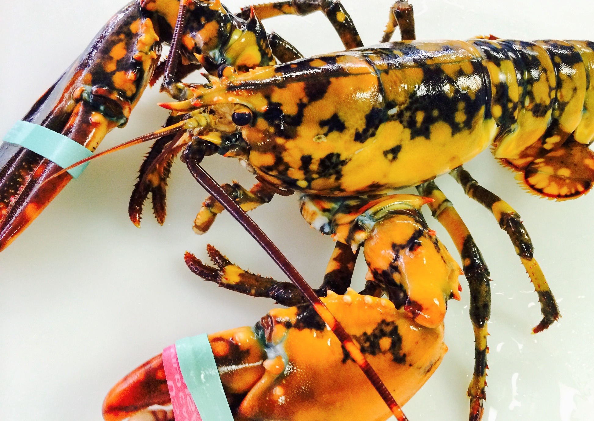 2_ww-calico-lobster-01
