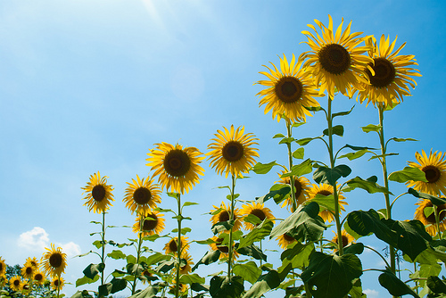 sunflowers photo