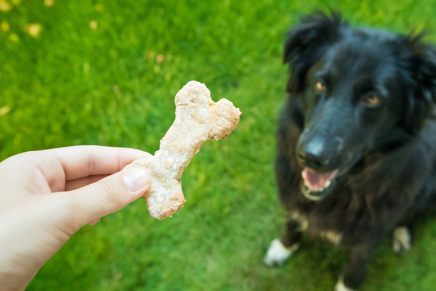 Dog eats cookies.