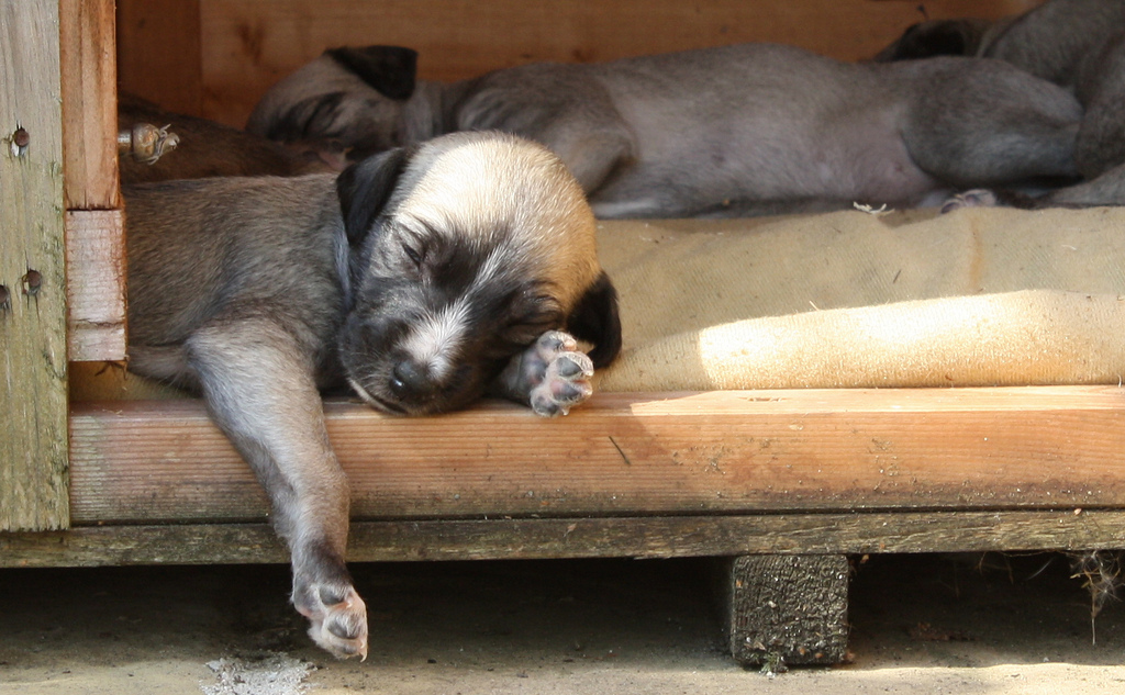 sleeping dogs photo