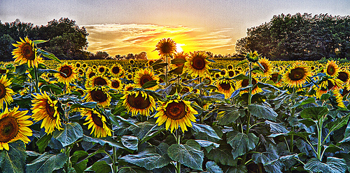 Kansas sunflower photo