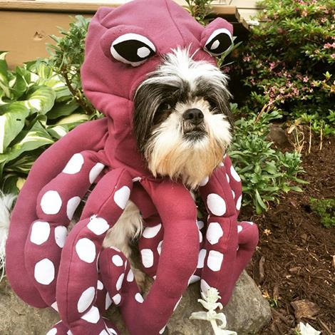 octopus-dog-halloween-costume