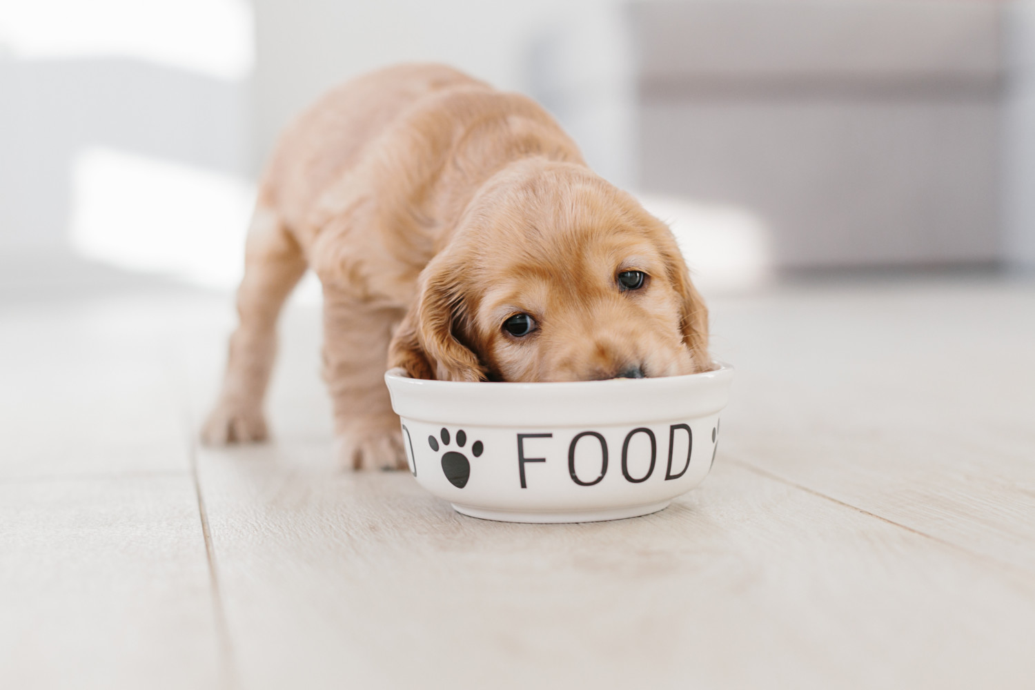 English cocker spaniel puppy eating dog food from ceramic bowl