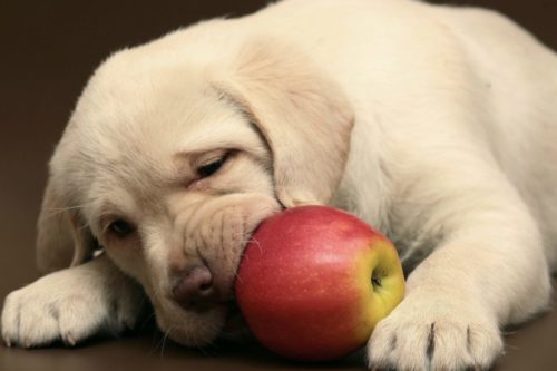 These Are The Fruits That Are Safe (And Not Safe) For Your Dog To Eat
