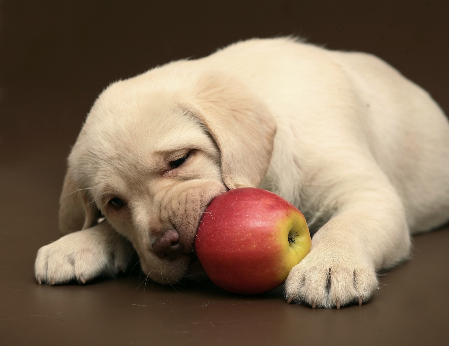 Можно собакам клубнику. Собака и фрукты. Животные с яблоками. Собака с яблоком. Собака ест фрукты.