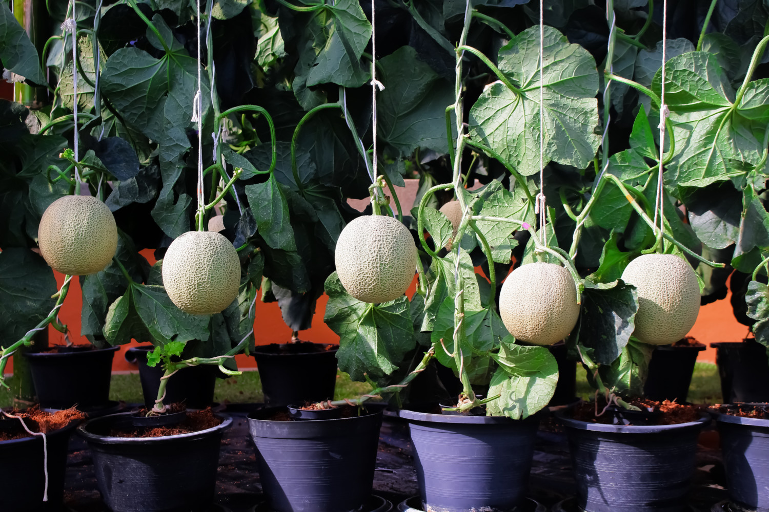 Cantaloupes growing in pots