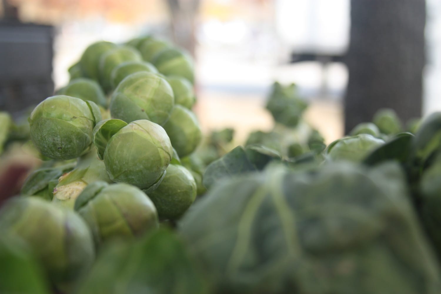 brussel sprouts photo