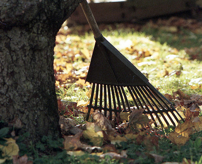 3 Great Reasons To Not Rake Your Leaves This Fall (Or Ever Again)