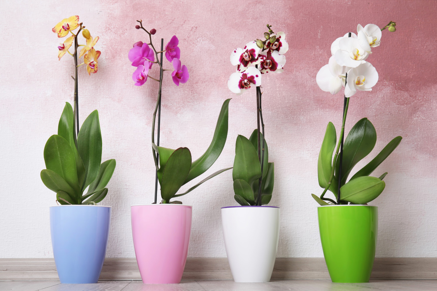 Four potted orchids in multiple colors