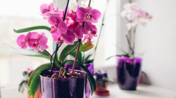 Purple orchids on windowsill with other potted orchids
