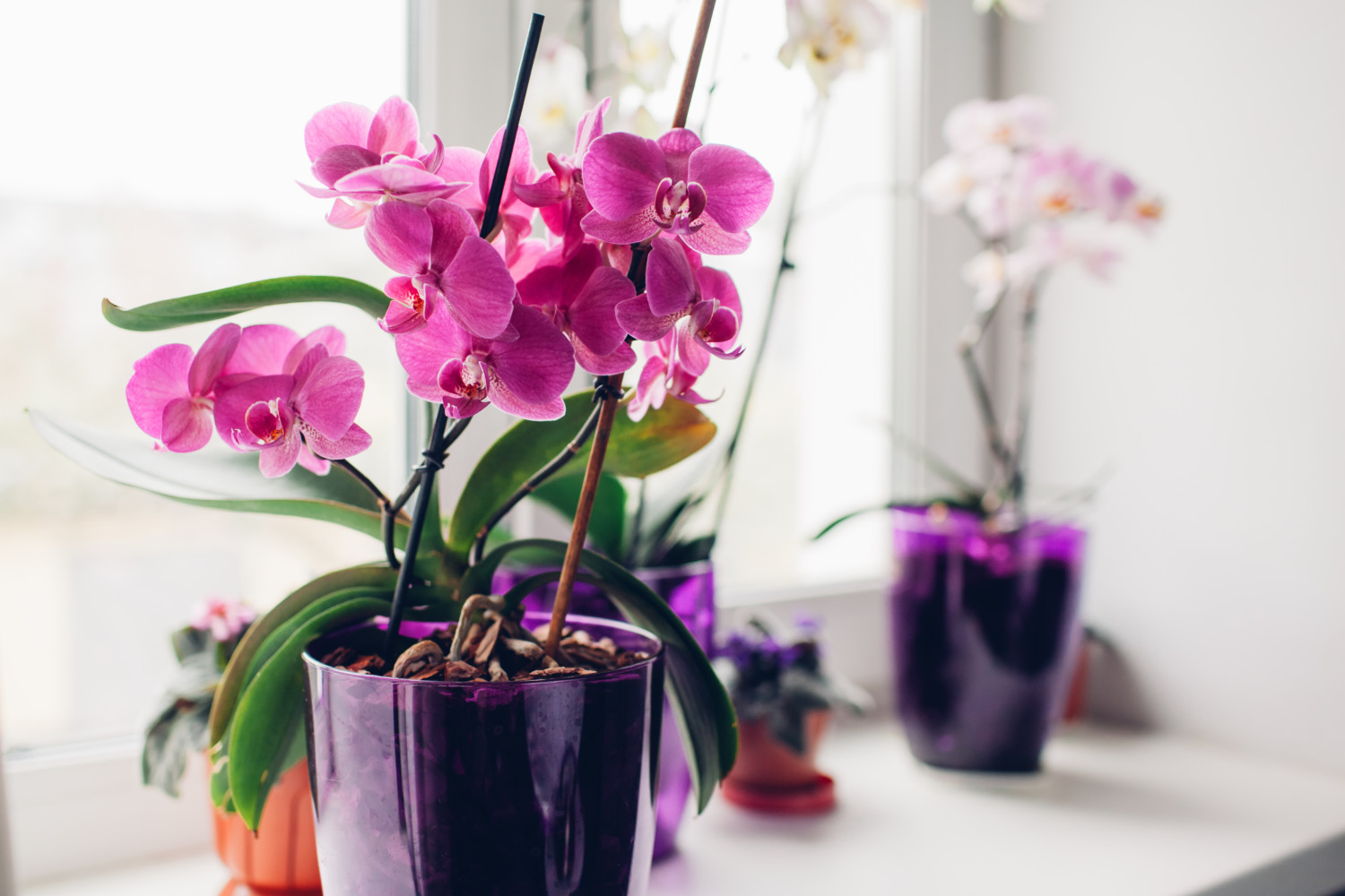 Purple orchids on windowsill with other potted orchids