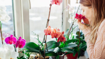 woman smells potted orchids on windowsill