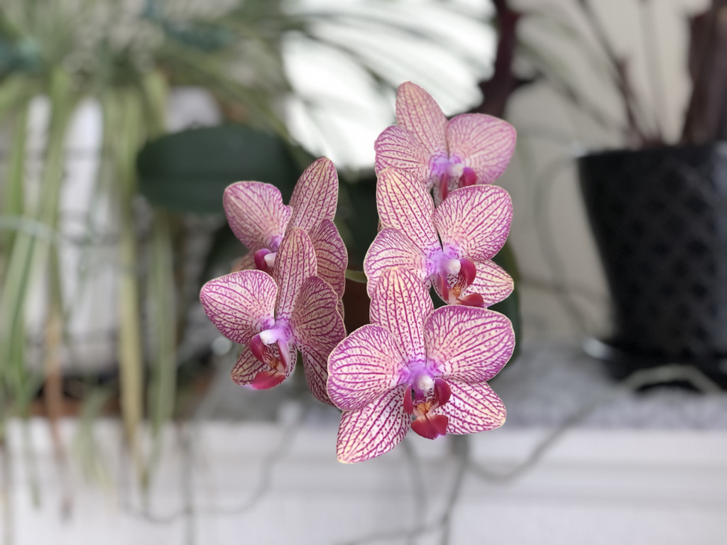 Blooming pink and yellow orchid