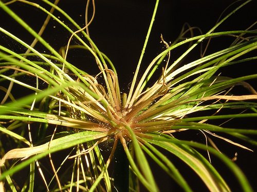 spider plant photo