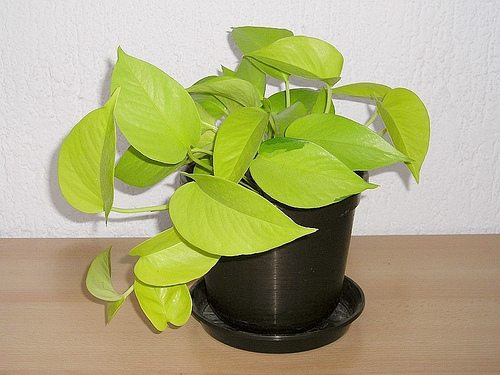 pothos plant photo