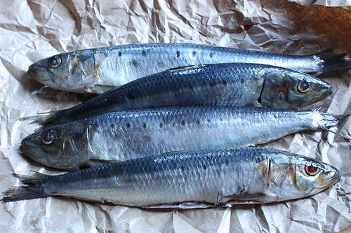 sardines photo