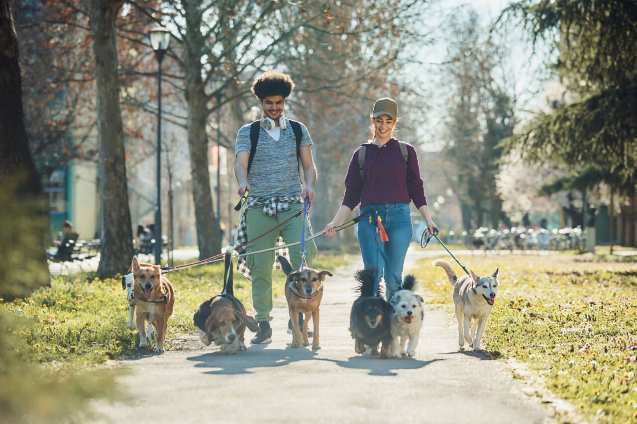 two dog walkers walk a pack of dogs