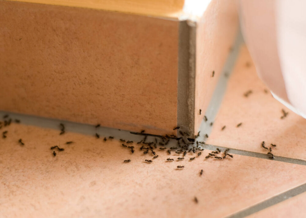 Black ants inside a home