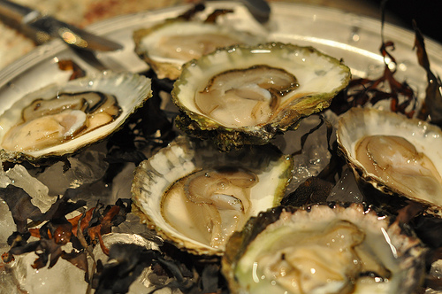 oysters photo