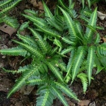 East Indian holly fern