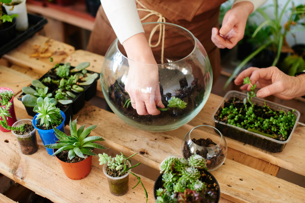 Woman places plants in glass terrarium