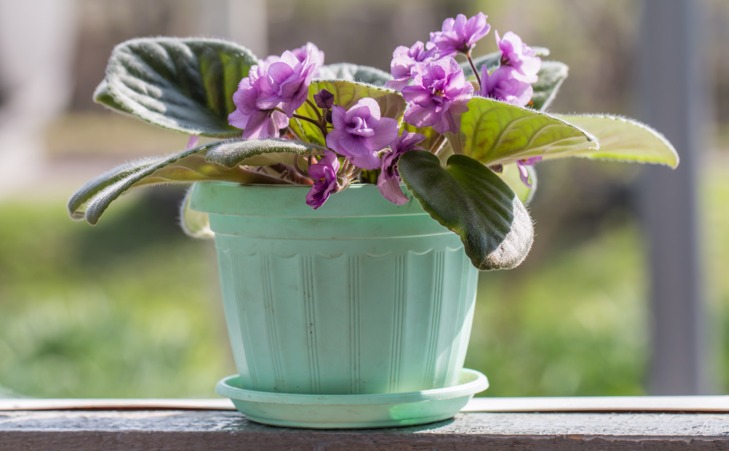 Bright violet in pot on natural background