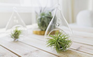 air plants in glass
