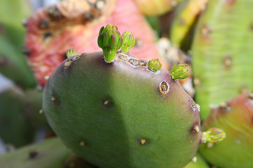 prickly pear photo