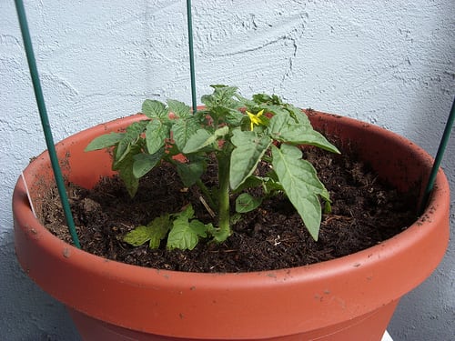 Tomatoes pot photo