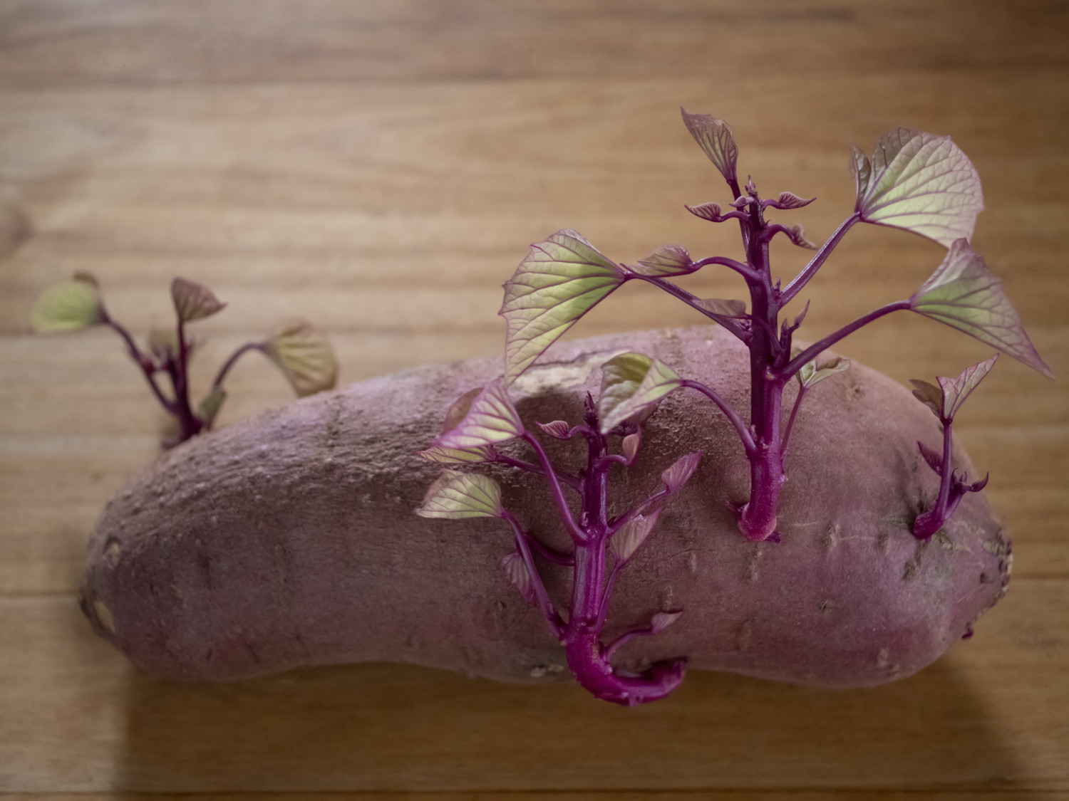 Sprouted sweet potato