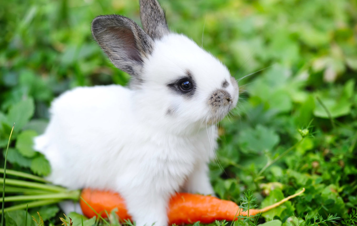 A Baby Rabbit Is Actually Called A Kitten (And Other Names You ...