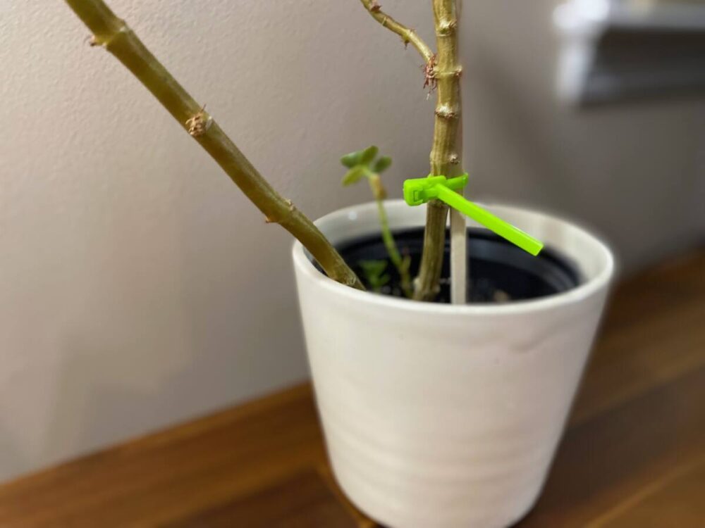 zip tie secures a plant to a stake