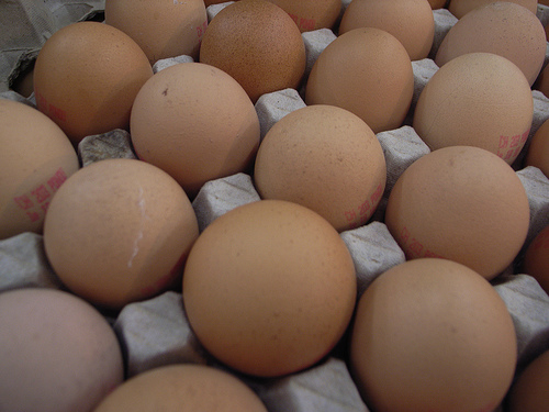 eggs photo