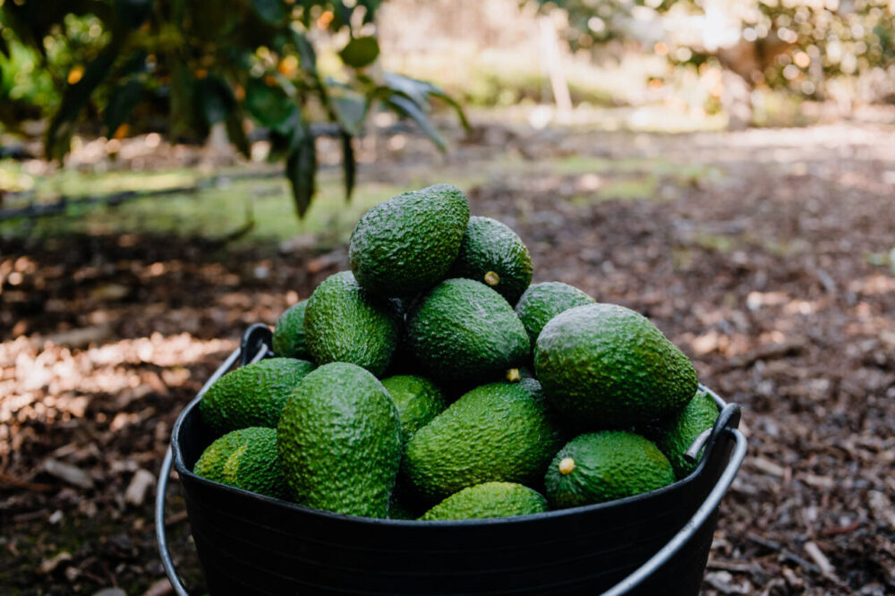 avocados in a large bucket