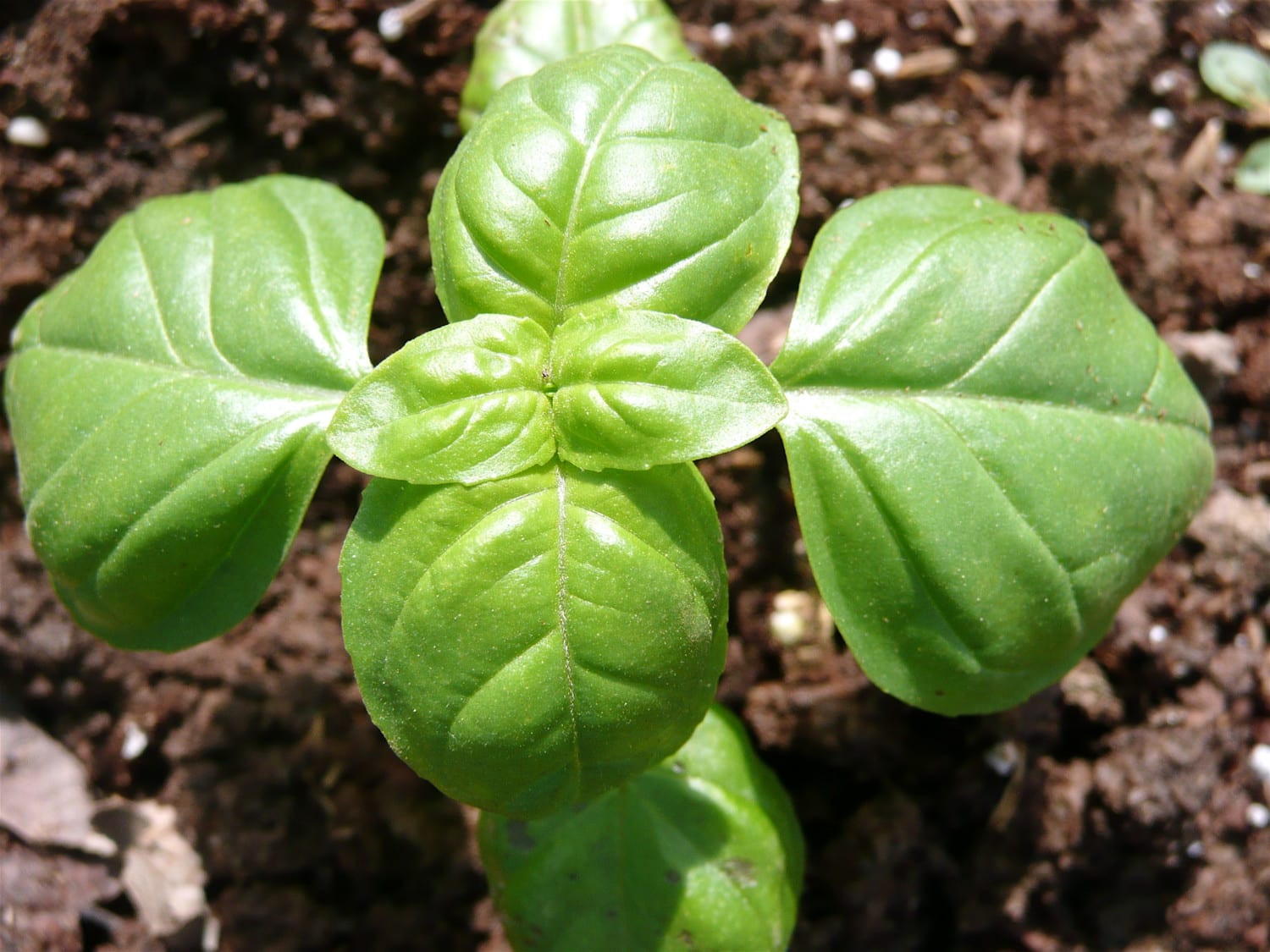 basil plant photo