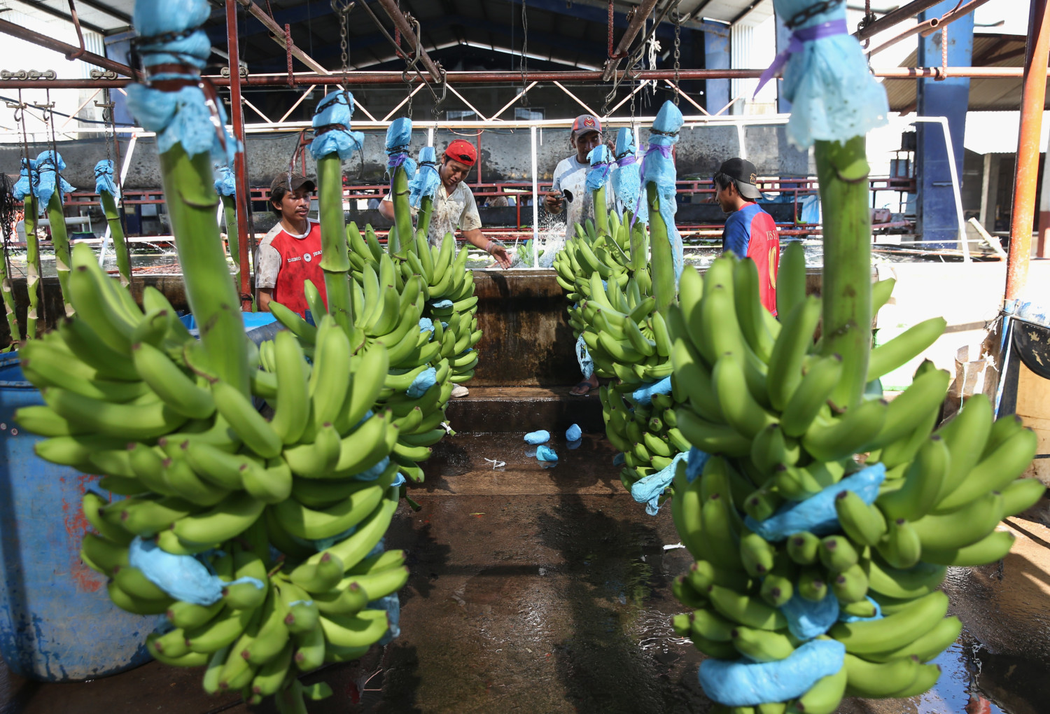 banana plantations photo