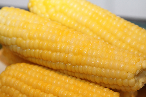 corn on the cob photo